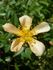 AMCXHER rose photo
