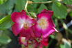 The Bishop's Rambler rose photo