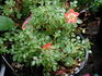 Micro sport rose photo