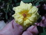 ILC1-72-1 rose photo