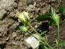 ILC1-72-1 rose photo