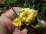 ILC1-72-1 rose photo