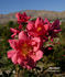 Movement rose photo