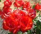 Ma Bell rose photo