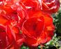 Ma Bell rose photo