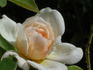 Out Of The Night ™ rose photo