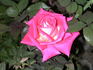 Front Page ™ rose photo
