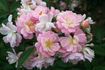Sämling 4 rose photo