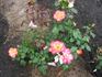 CA-30 rose photo