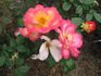 CA-30 rose photo