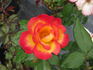 CA-30 rose photo