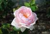 Thomas A. Edison rose photo