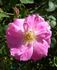 ABDXCTSL rose photo