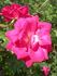 CDXHOR rose photo