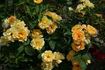Skippy rose photo
