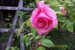 Rose Marie, Cl. rose photo