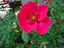 Roses are Red rose photo