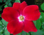 Karen Poulsen rose photo