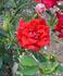 Beauty Secret rose photo