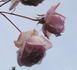 Lordly Oberon rose photo