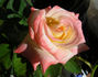 Hiroshima's Children rose photo