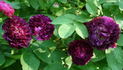 Superbe en Brun rose photo