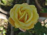 Bonanza Freelander rose photo