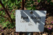 Red Robin rose photo