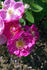 Red Robin rose photo