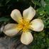 AMCXHER rose photo
