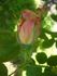 Schmetterling rose photo