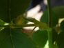 Schmetterling rose photo