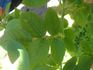 Schmetterling rose photo
