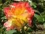 Schmetterling rose photo