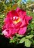 LATORXSL rose photo