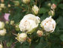 Perl-Ilseta ® rose photo