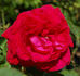 Comte de Paris rose photo