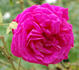 Comte de Paris rose photo