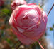 Comtesse de Leusse rose photo