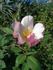 AMCXRB rose photo
