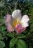 AMCXRB rose photo