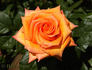 Always Remember rose photo