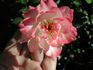 1-72-1rugeldafly rose photo