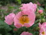 Pink Gnome rose photo