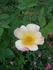 AMCXRB rose photo