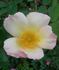 AMCXRB rose photo