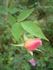 AMCXRB rose photo
