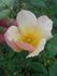 AMCXRB rose photo