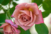 Chipmunk rose photo