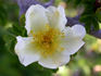 Red Wing rose photo